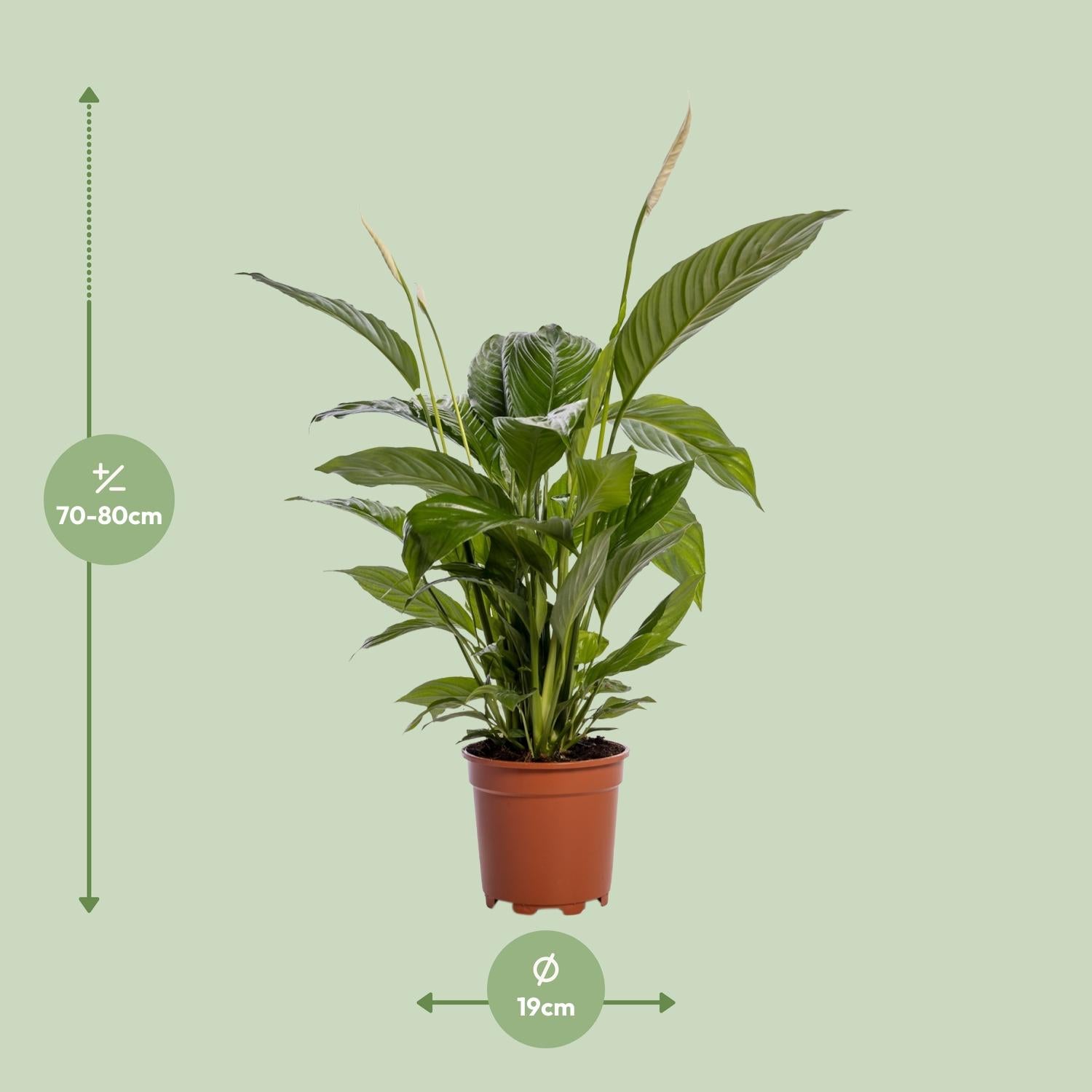 Lotte de Lepelplant - Spathiphyllum Bingo Cupido - Ø19cm - ↕80cm