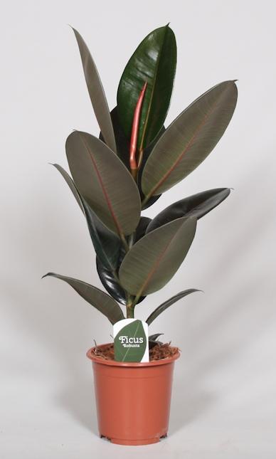 Abby de Ficus - Ficus Elastica Abidjan - Ø17cm - ↕60cm