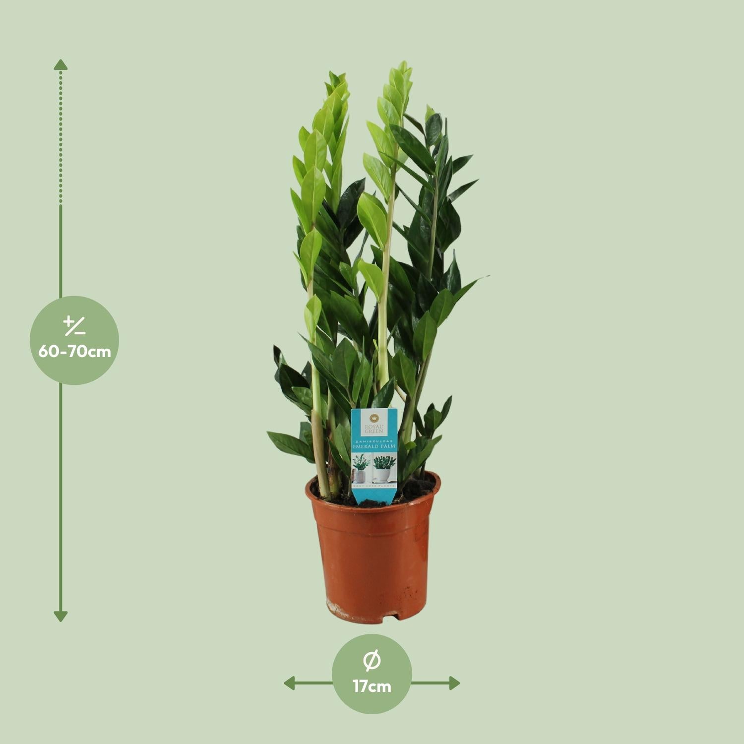 Zaza de ZZ - Zamioculcas Zamiifolia - Ø17cm - ↕65cm