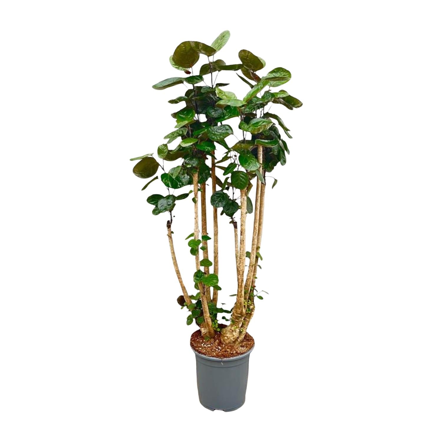Fabian de Polyscias - Polyscias Fabian XXL – Ø30cm – ↕160cm