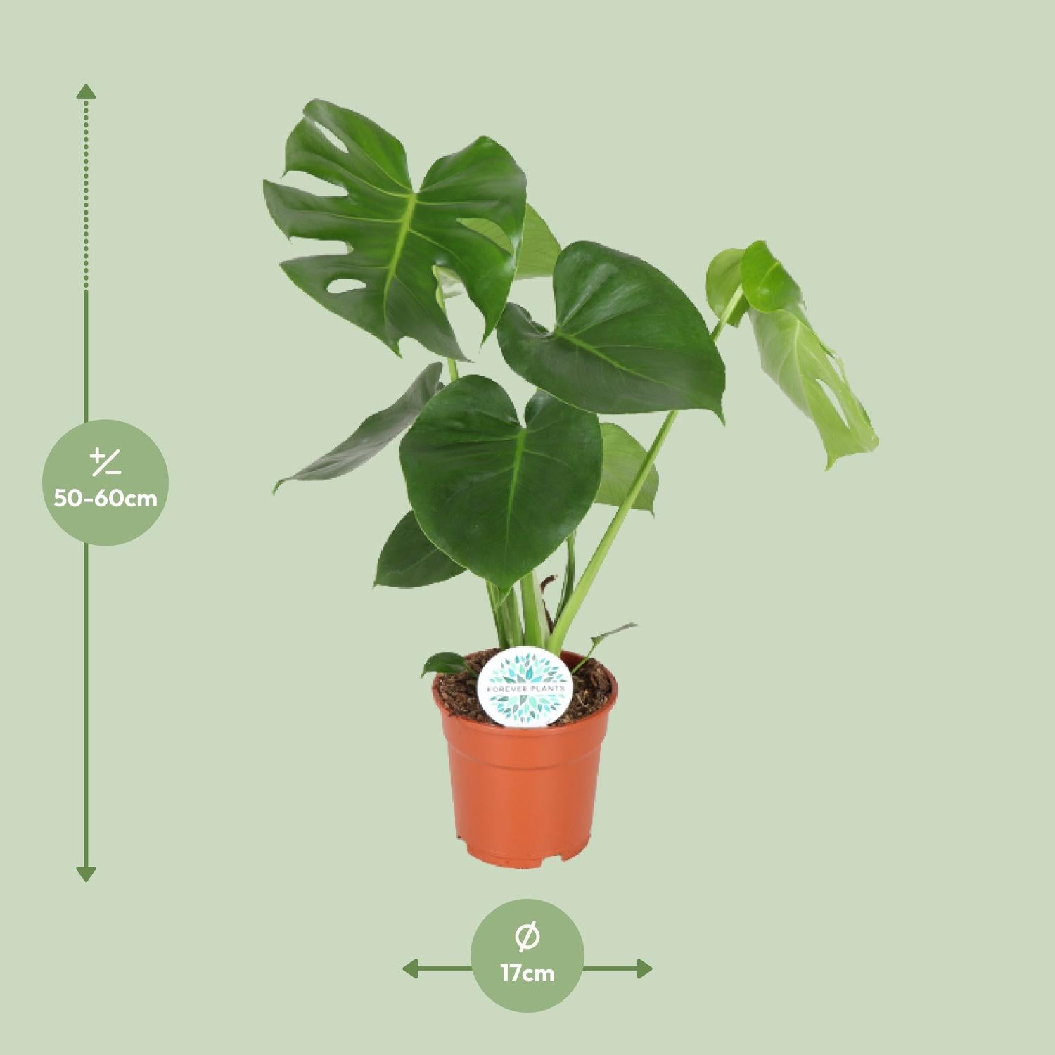 Max de Monstera - Monstera Deliciosa  - Ø17cm - ↕55cm