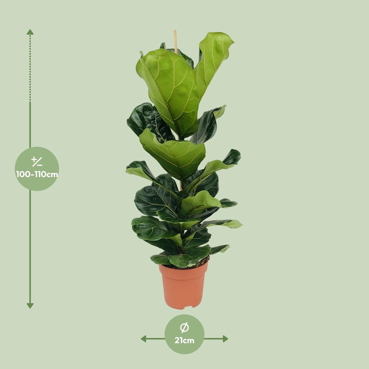 Leo de Ficus - Ficus Lyrata - Ø21cm - ↕100cm