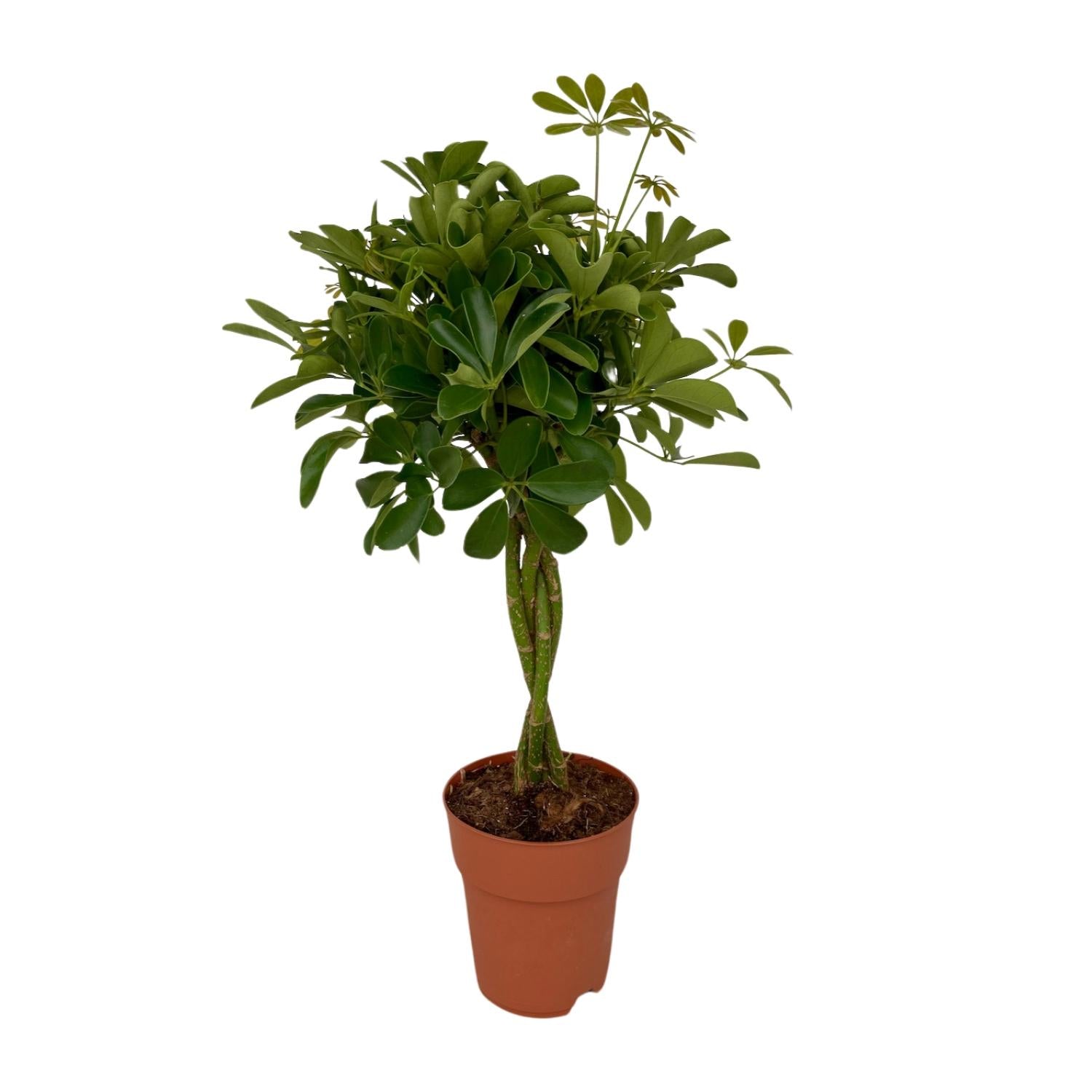 Sander de Schefflera Compacta - Ø19cm - ↕80cm