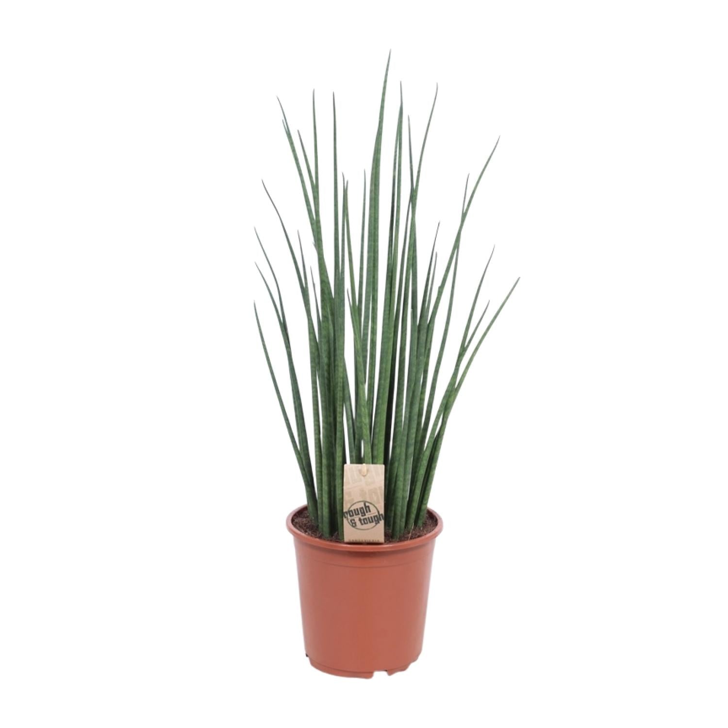 Mika de Mikado - Sansevieria Mikado - Ø19cm - ↕70cm