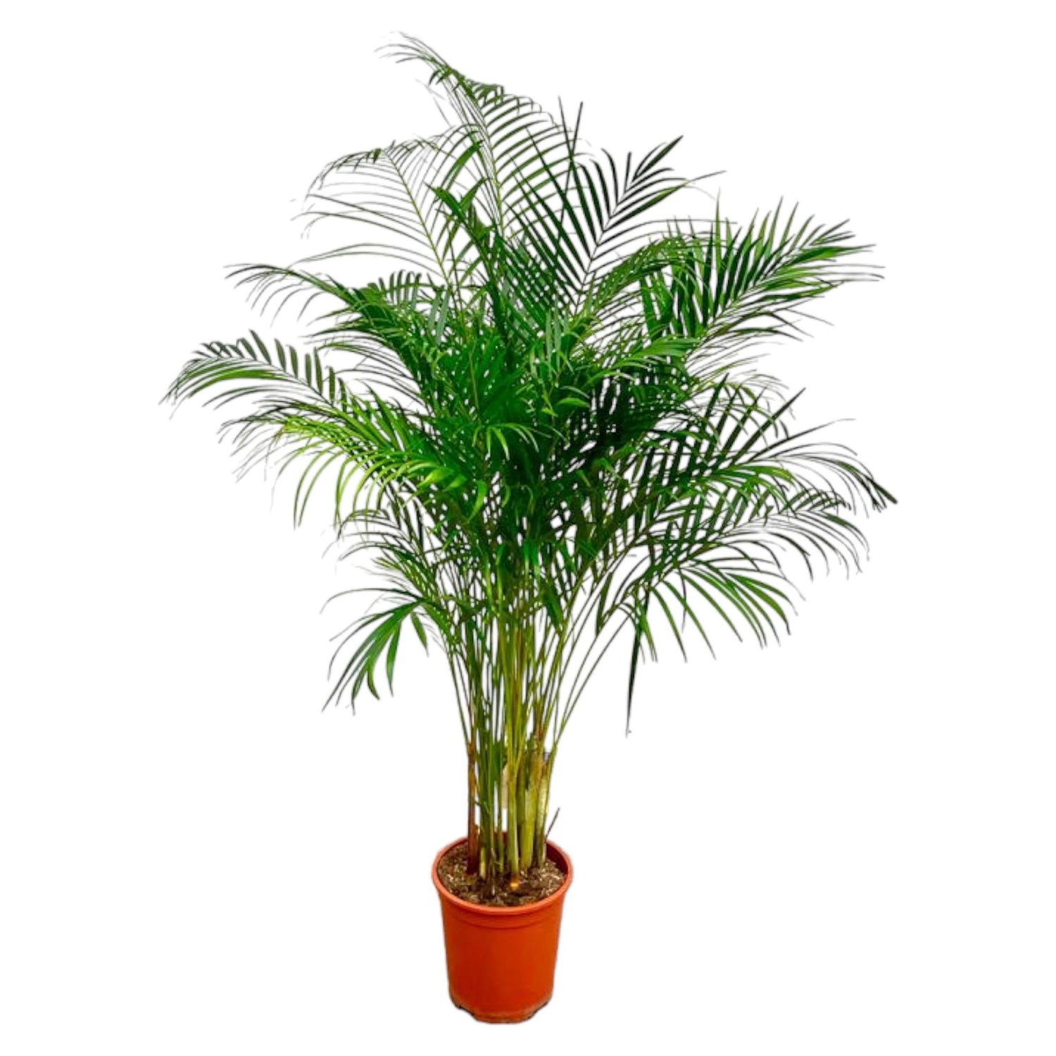 Dylan de Palm (Dypsis Lutescens – Areca Palm) – Ø27 cm – ↕180 cm