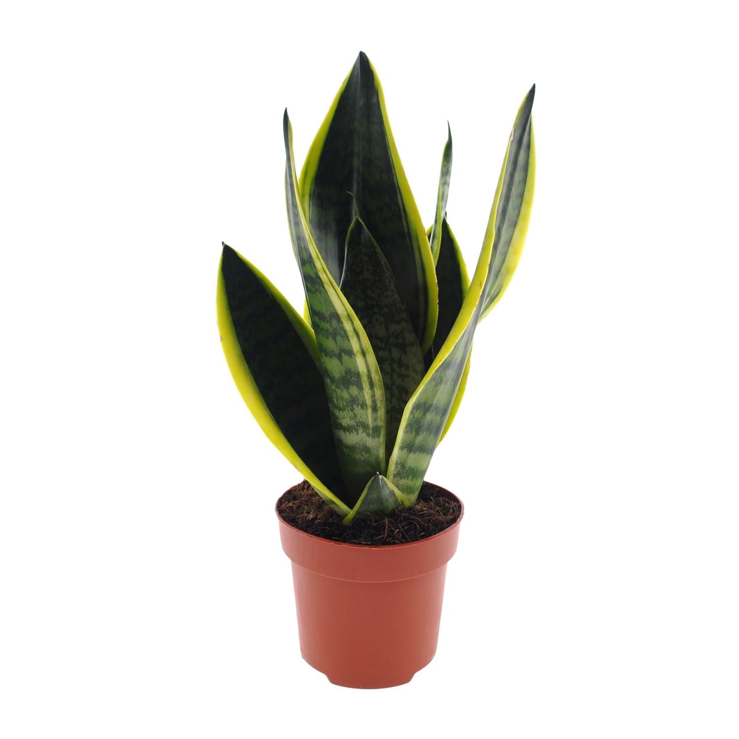 Swanny de Sansevieria - Sansevieria Futura Superba - Ø12cm - ↕30cm