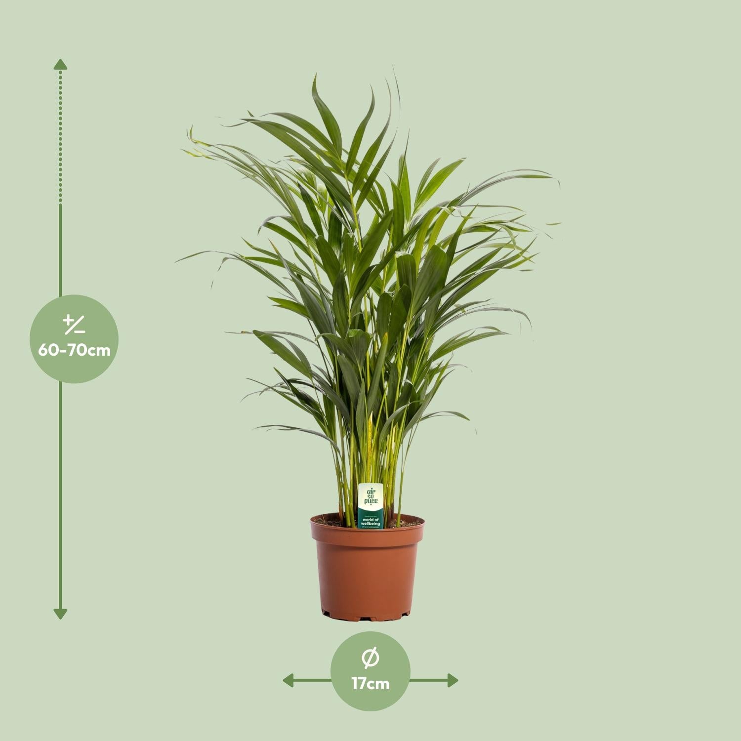 Sunny de Palm - Dypsis Lutescens - Ø17cm - ↕65cm