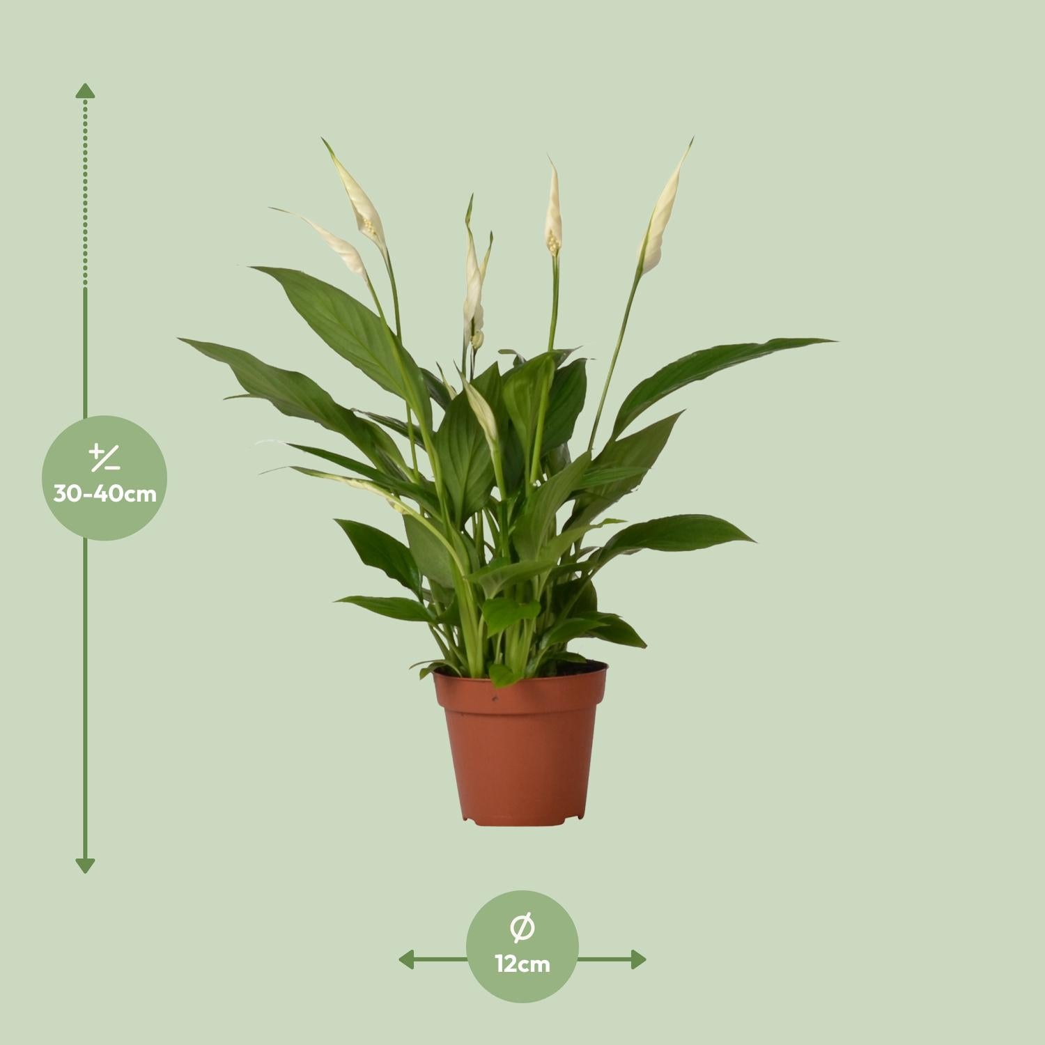 Lotte de Lepelplant - Spathiphyllum Bingo Cupido - Ø12cm - ↕45cm