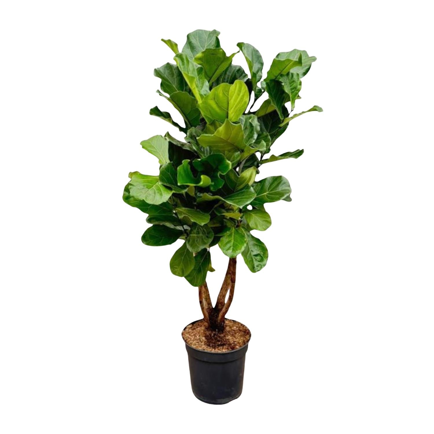 Lynn de Lyrata - Ficus Lyrata Vertakt XL – Ø32cm – ↕200cm