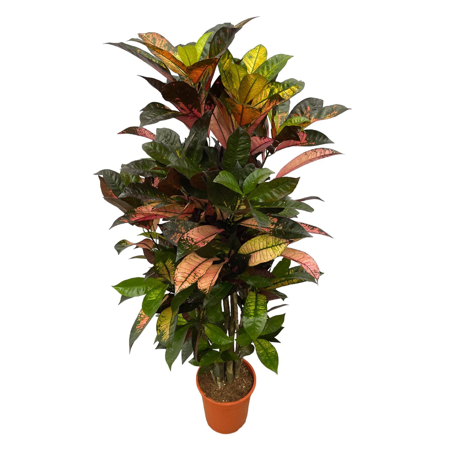 Glenn de Croton - Codiaeum Iceton Vertakt – Ø24 cm – ↕120 cm
