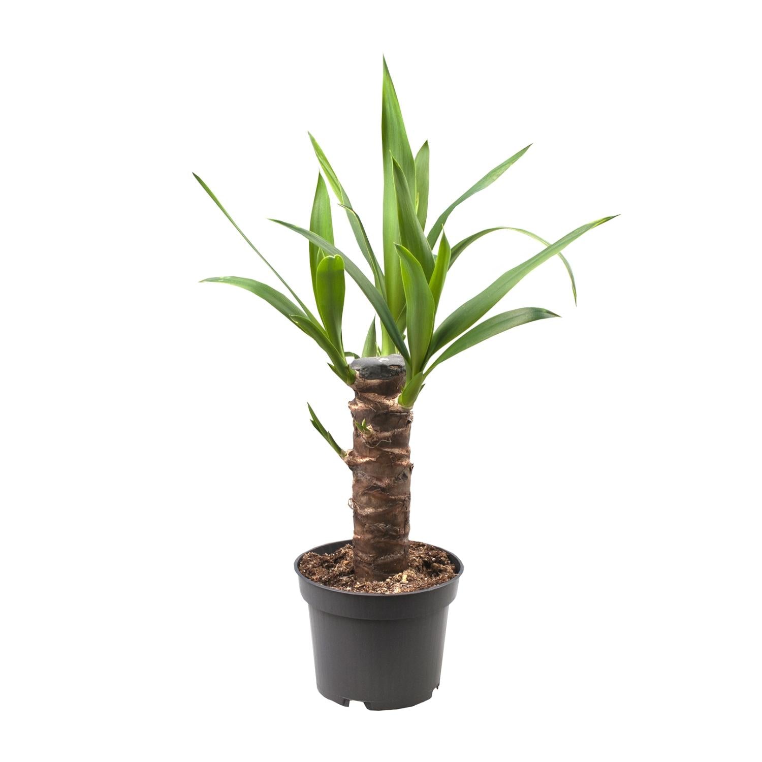 Jeremy de Yucca - Yucca Elephantipes - Ø12cm - ↕30cm