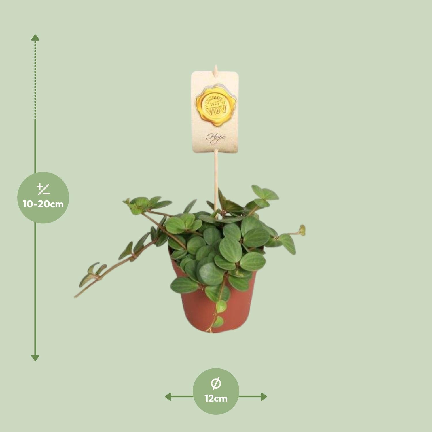 Pepijn de Peperomia - Peperomia Hope - Ø12cm - ↕15cm