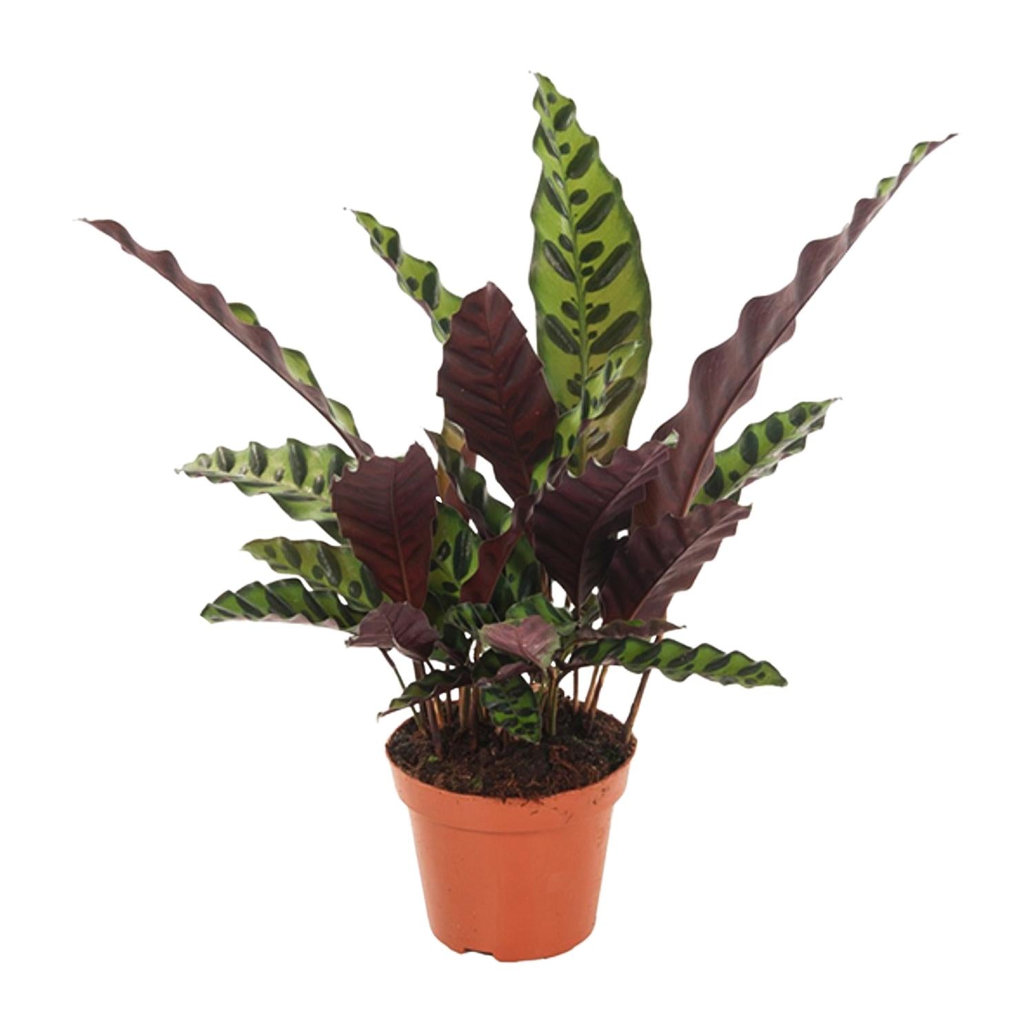 Chris de Calathea - Calathea Insignis - Ø12cm - ↕50cm