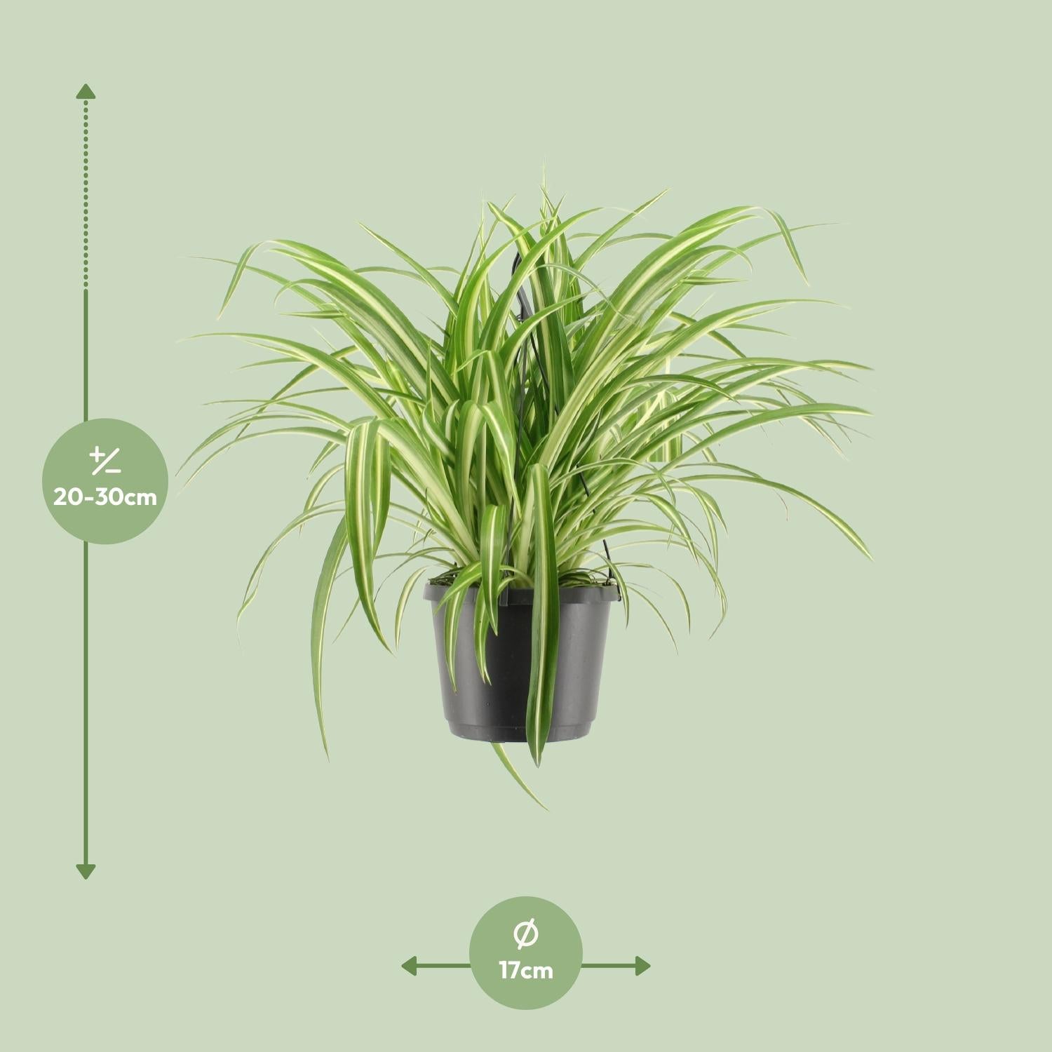 Charlie de Graslelie - Chlorophytum Comosum Variegatum - Ø17cm - ↕30cm