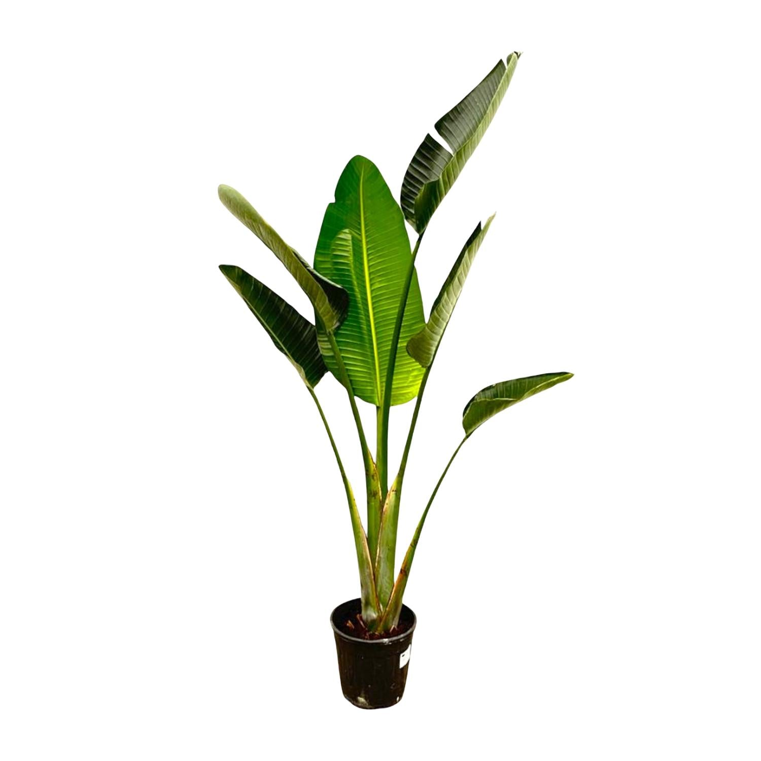 Nora de Strelitzia - Strelitzia Augusta – Ø30cm – ↕180cm