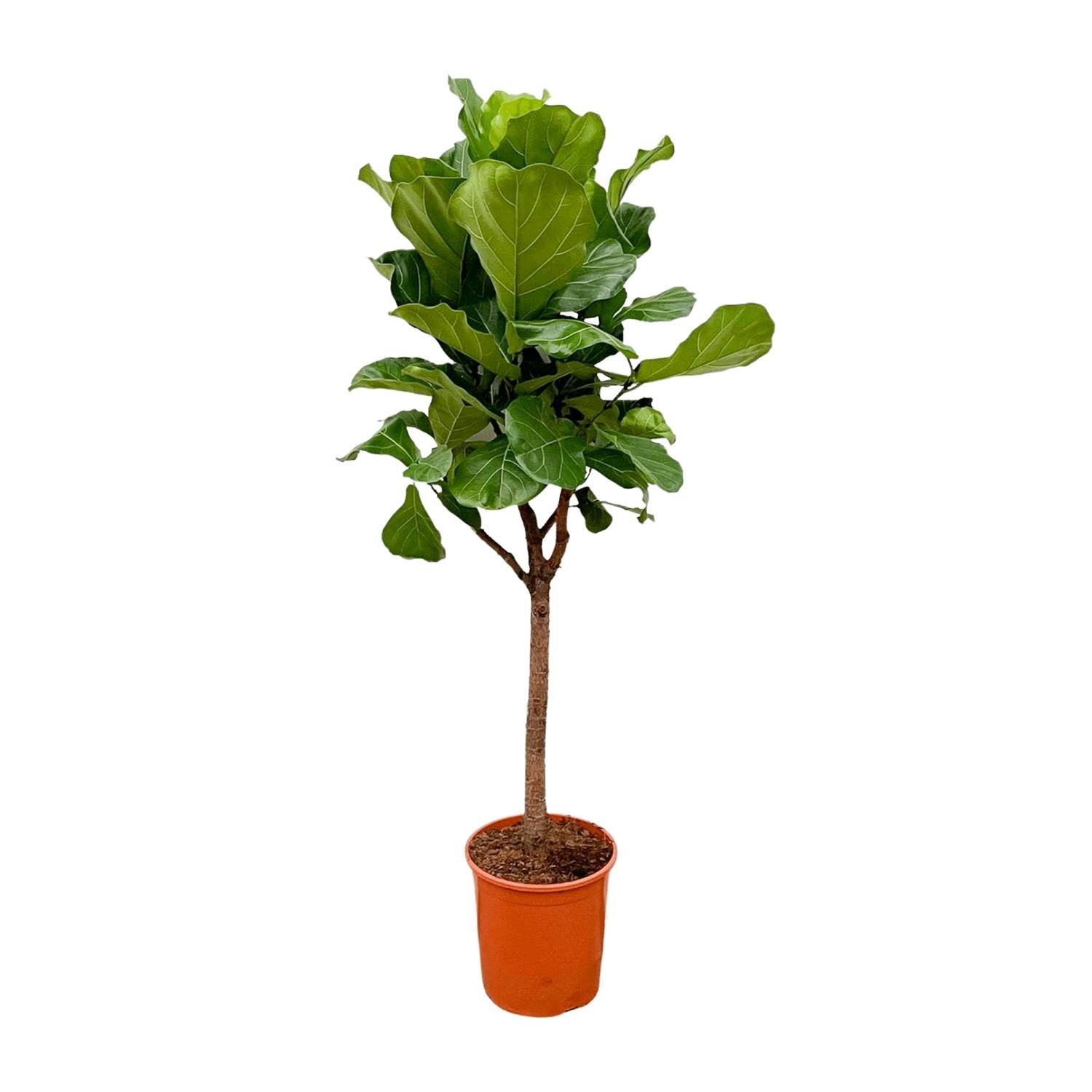 Lynn de Lyrata - Ficus Lyrata Boom – Ø30cm – ↕180cm