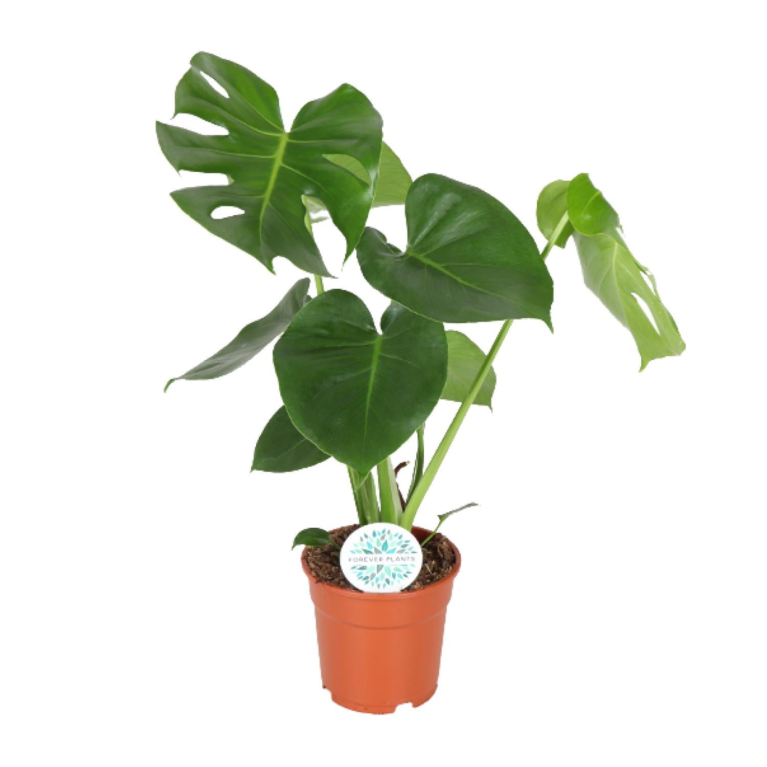 Max de Monstera - Monstera Deliciosa  - Ø17cm - ↕55cm