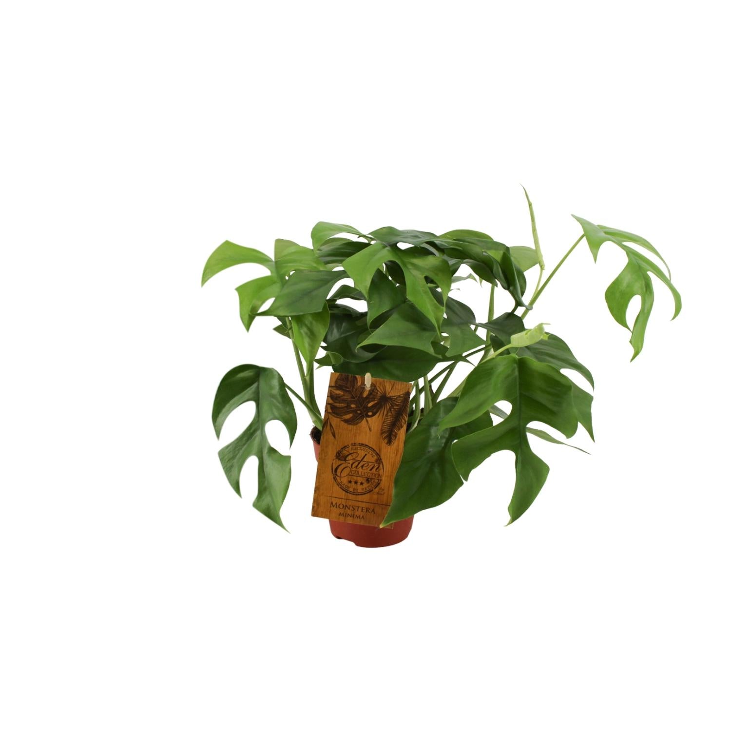 Mila de Mini Monstera - Monstera Minima - Ø12cm - ↕30cm