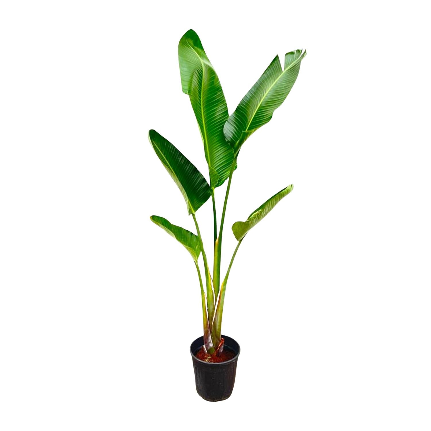 Nora de Strelitzia - Strelitzia Augusta – Ø30cm – ↕220cm