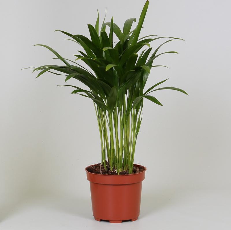 Sunny de Palm Mini - Areca Dypsis - Ø12cm - ↕35cm