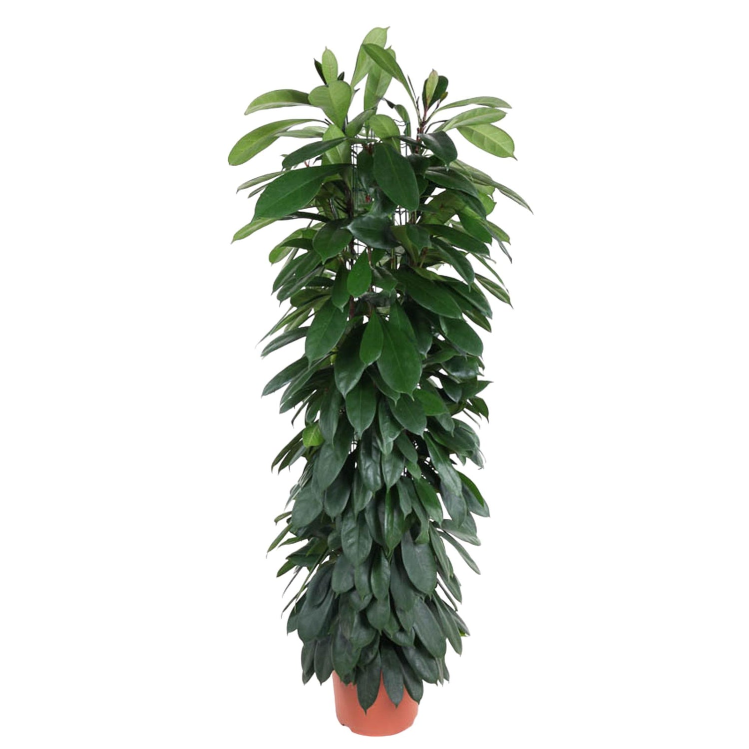 Cyrus de Ficus - Ficus Cyathistipula Zuil – Ø29cm – ↕150cm