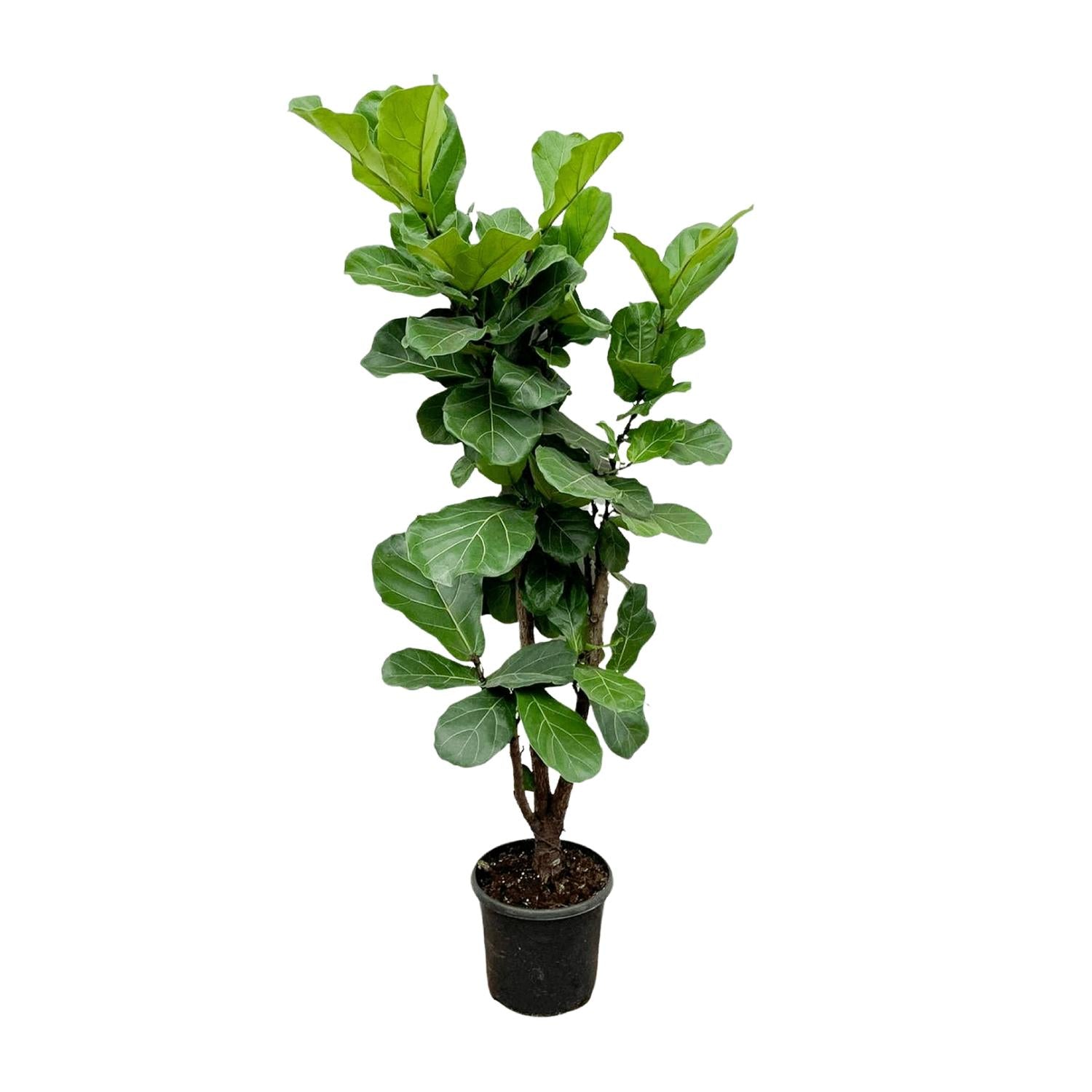 Lynn de Lyrata - Ficus Lyrata Vertakt – Ø32cm – ↕180cm
