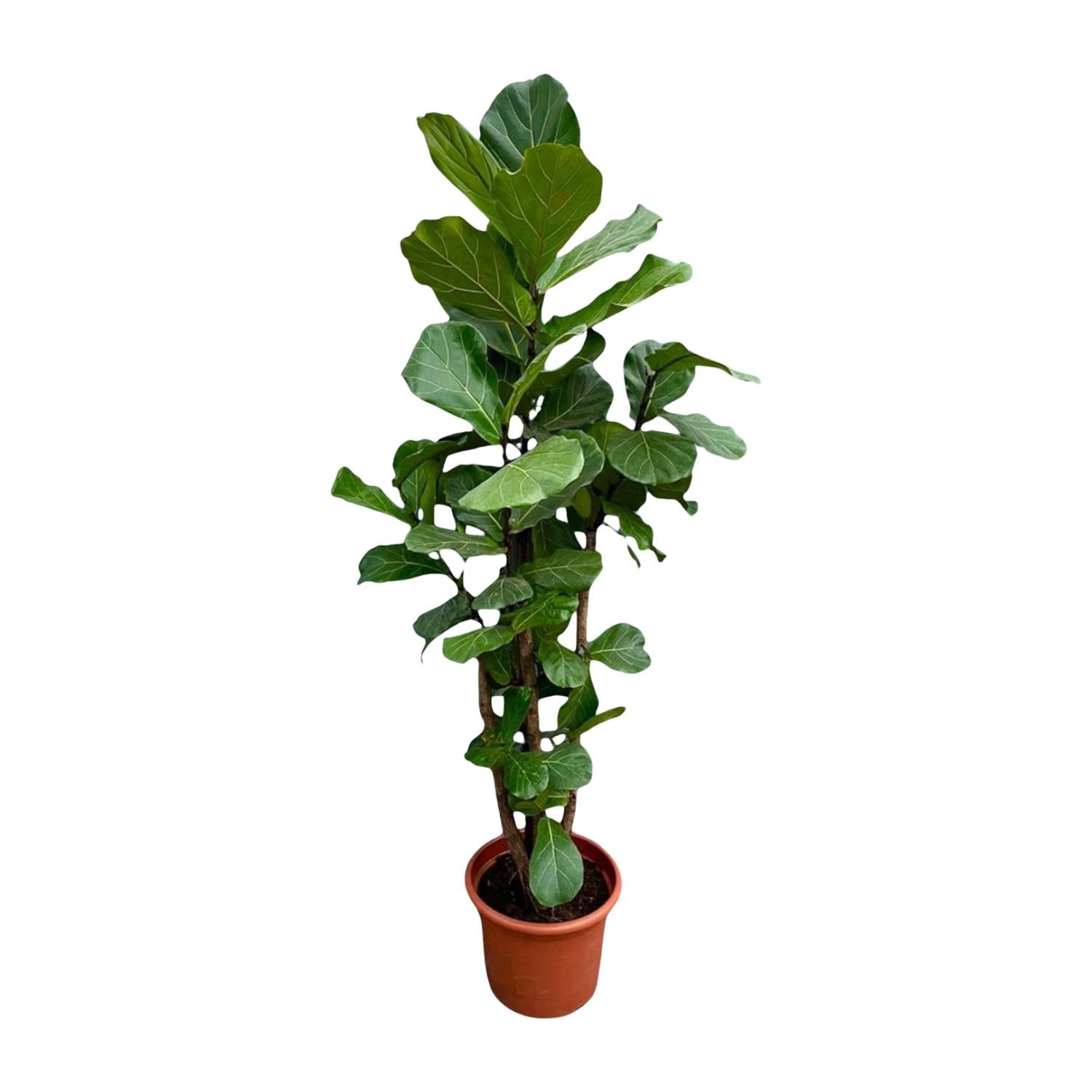 Lynn de Lyrata - Ficus Lyrata Vertakt XXL – Ø40cm – ↕220cm