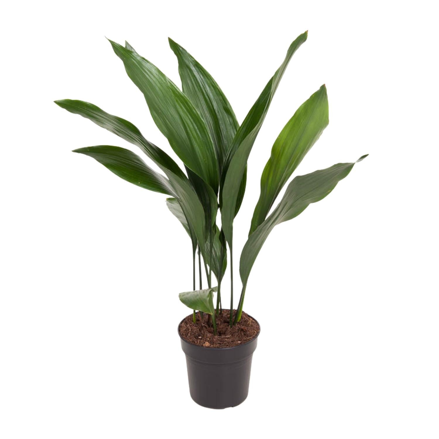 Aram de Aspidistra - Aspidistra Elatior - Ø17cm - ↕70cm