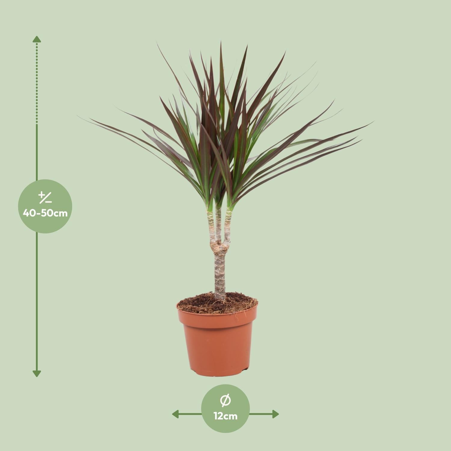 Donna de Dracaena - Dracaena Magenta - Ø12cm - ↕50cm