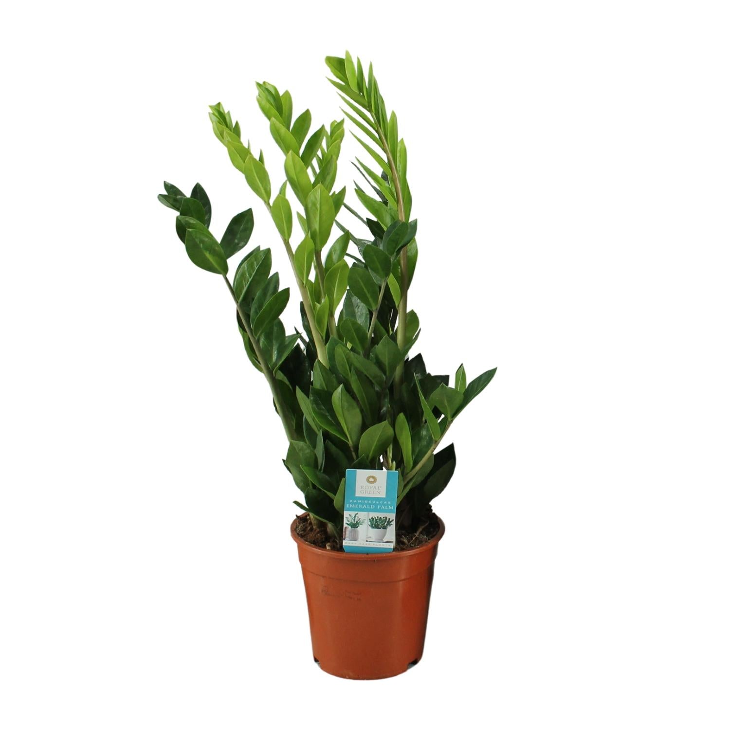 Sam de ZZ-plant - Zamioculcas Zamiifolia - Ø17cm - ↕65cm