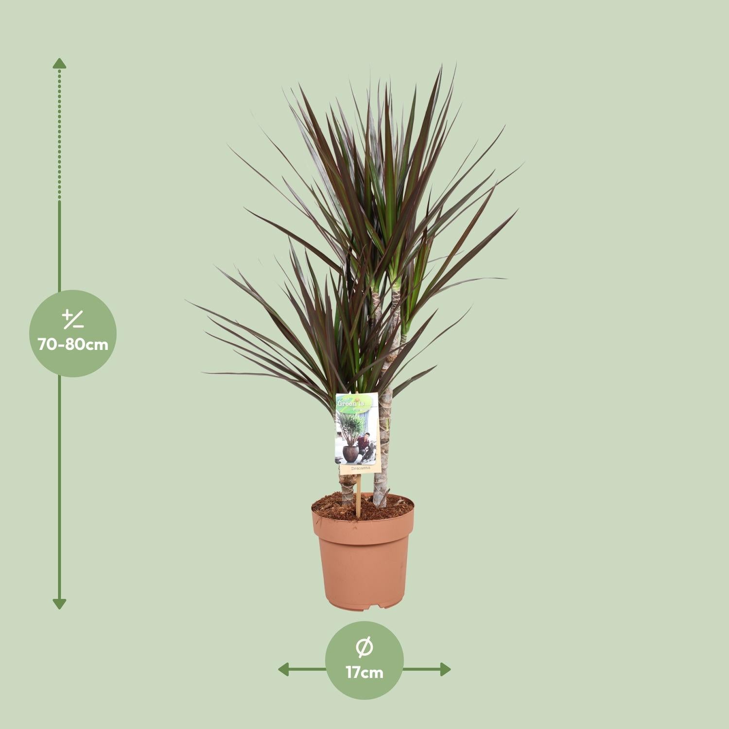 Mario de Dracaena - Dracaena Magenta - Ø17cm - ↕80cm