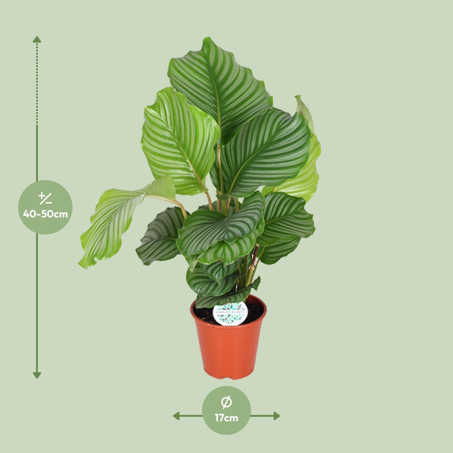 Olivia de Calathea - Calathea Orbifolia - Ø17cm - ↕60cm