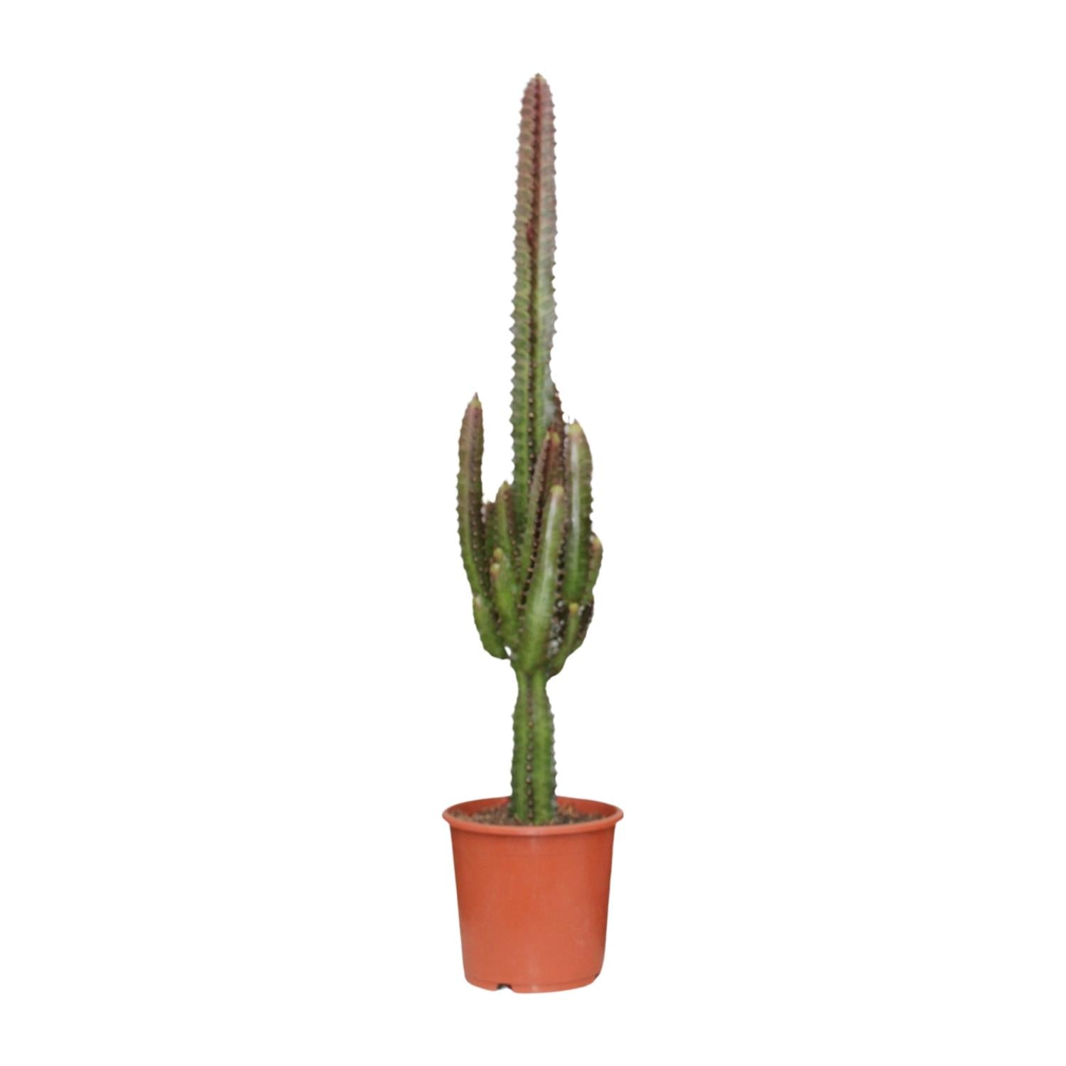 Ruben de Robuuste - Euphorbia Trigona Rubra - Ø17cm - ↕70cm