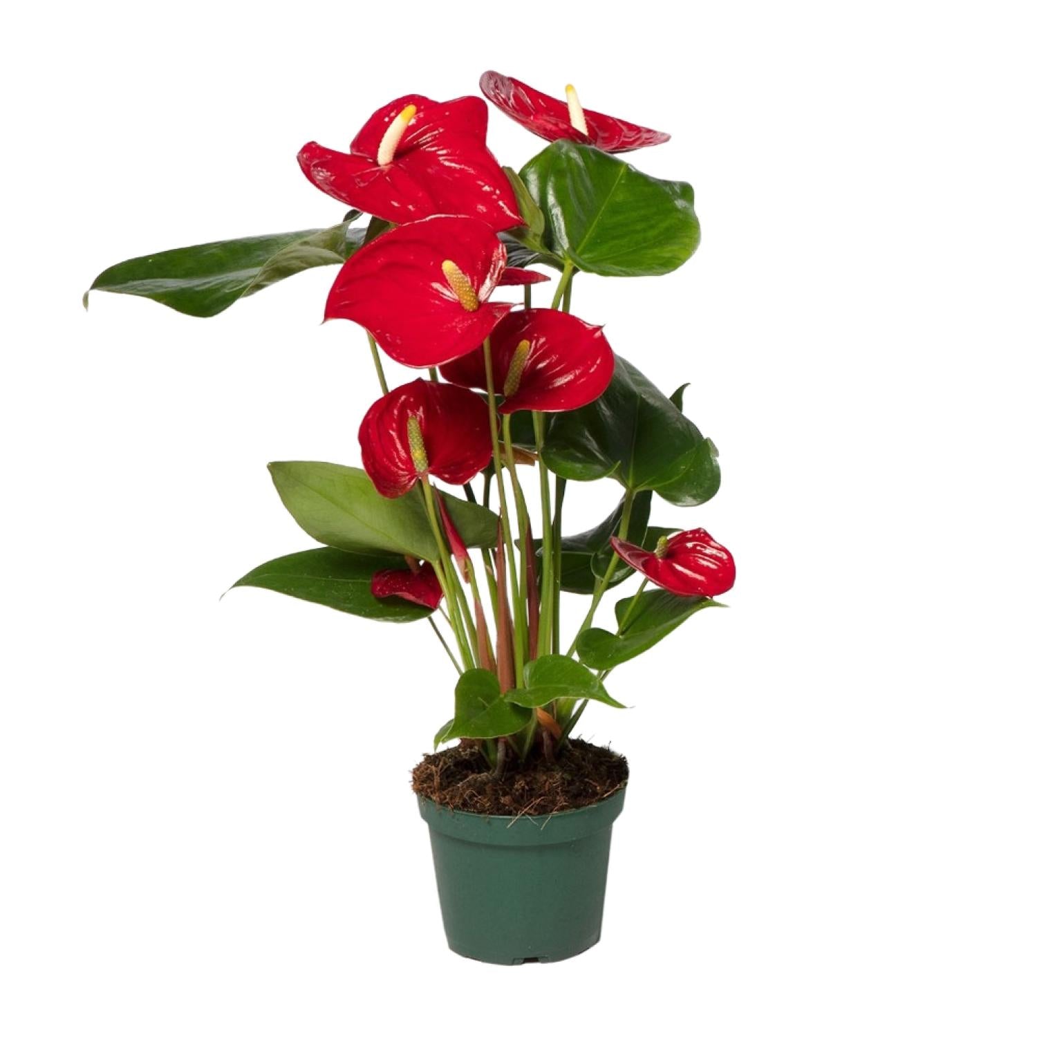 Ruby de Anthurium - Anthurium Red - Ø12cm - ↕40cm