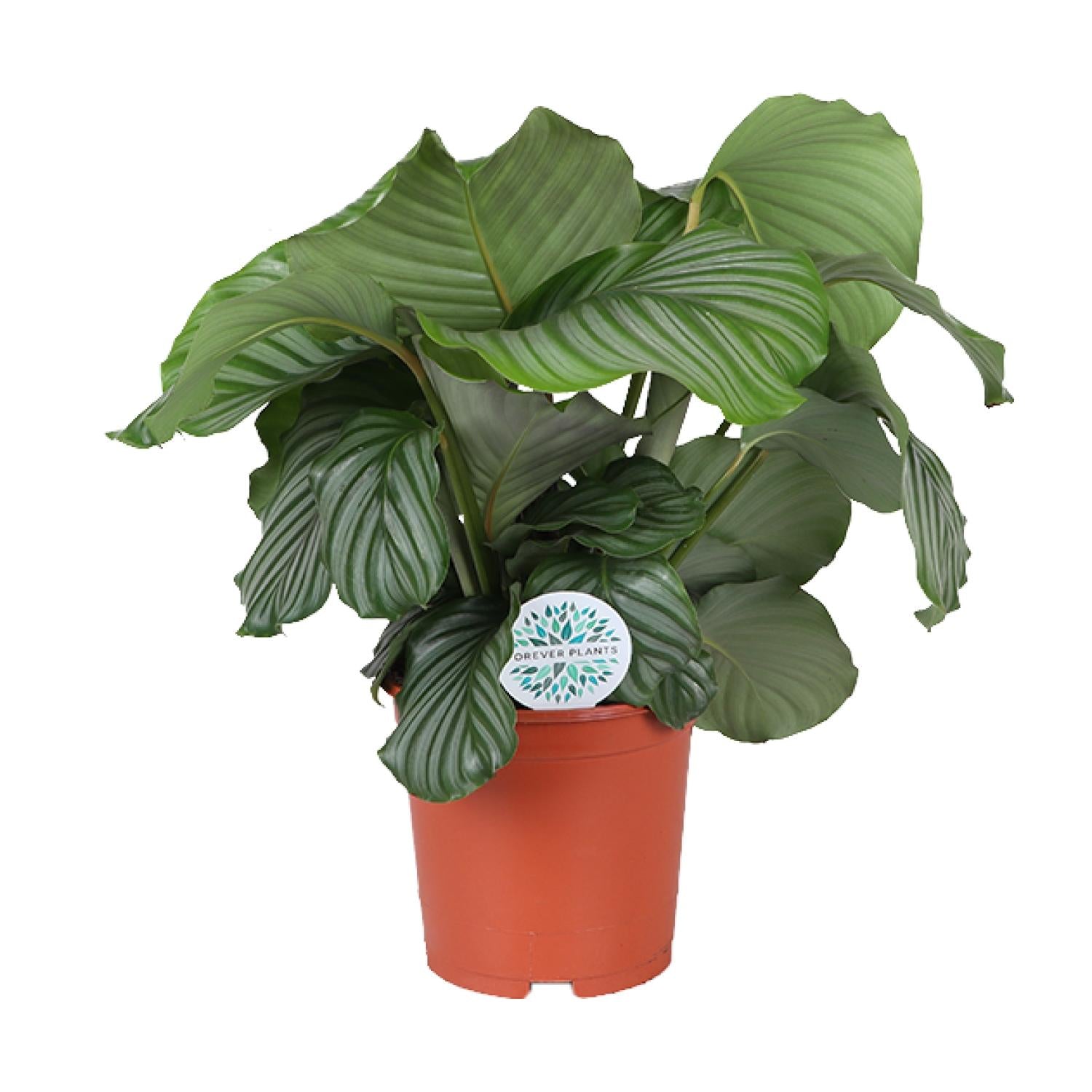 Olivia de Calathea - Calathea Orbifolia - Ø21cm - ↕70cm
