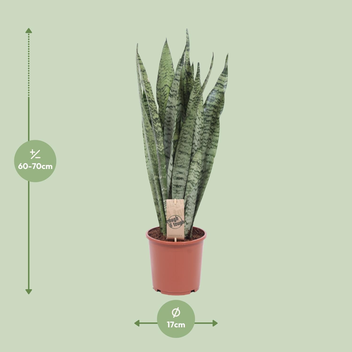 Boudewijn de Zeylanica - Sansevieria Zeylanica - Ø17cm - ↕70cm