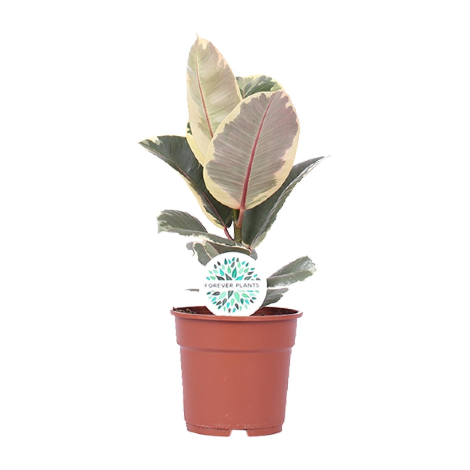 Frans de Ficus - Ficus Elastica Tineke - Ø17cm - ↕50cm