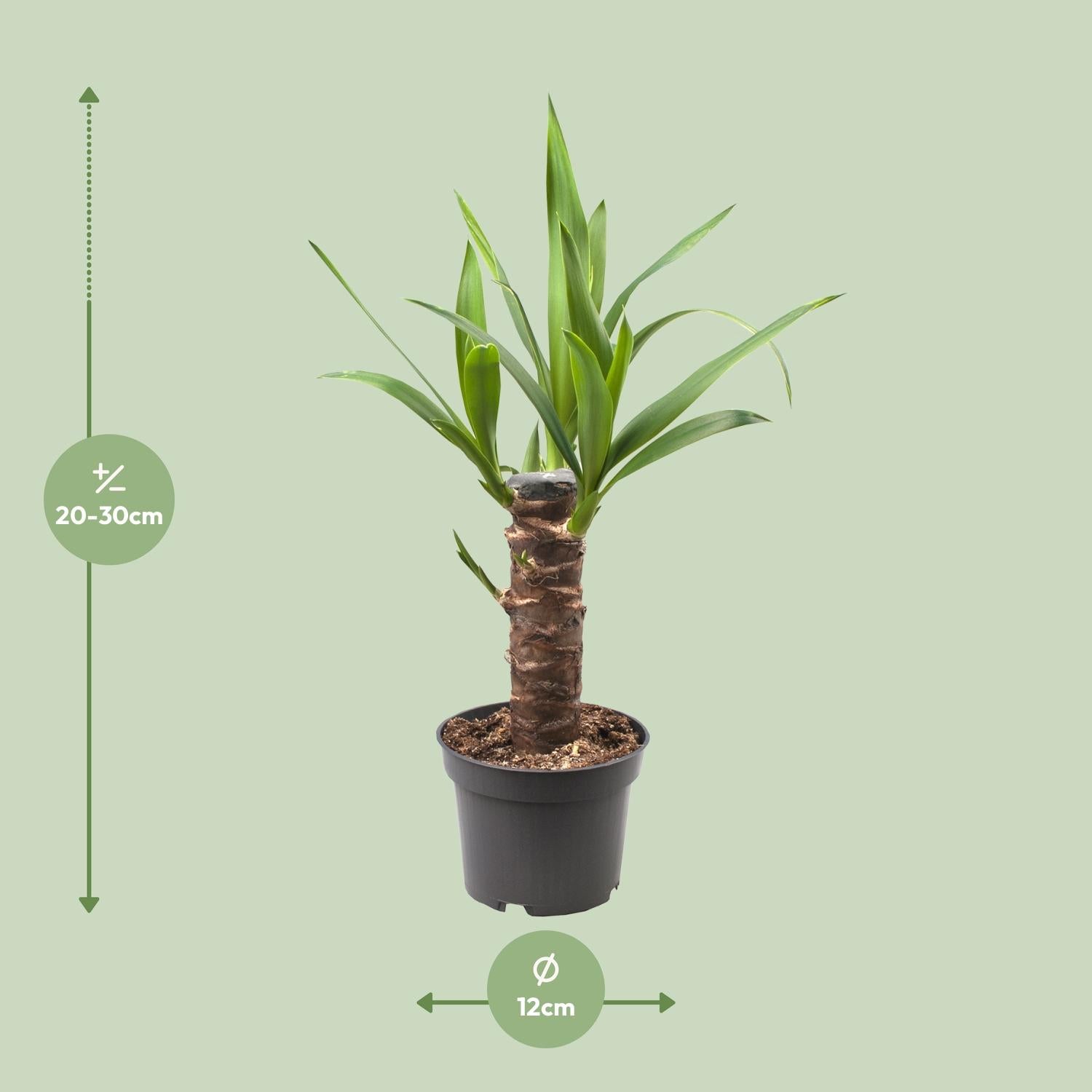Jeremy de Yucca - Yucca Elephantipes - Ø12cm - ↕30cm