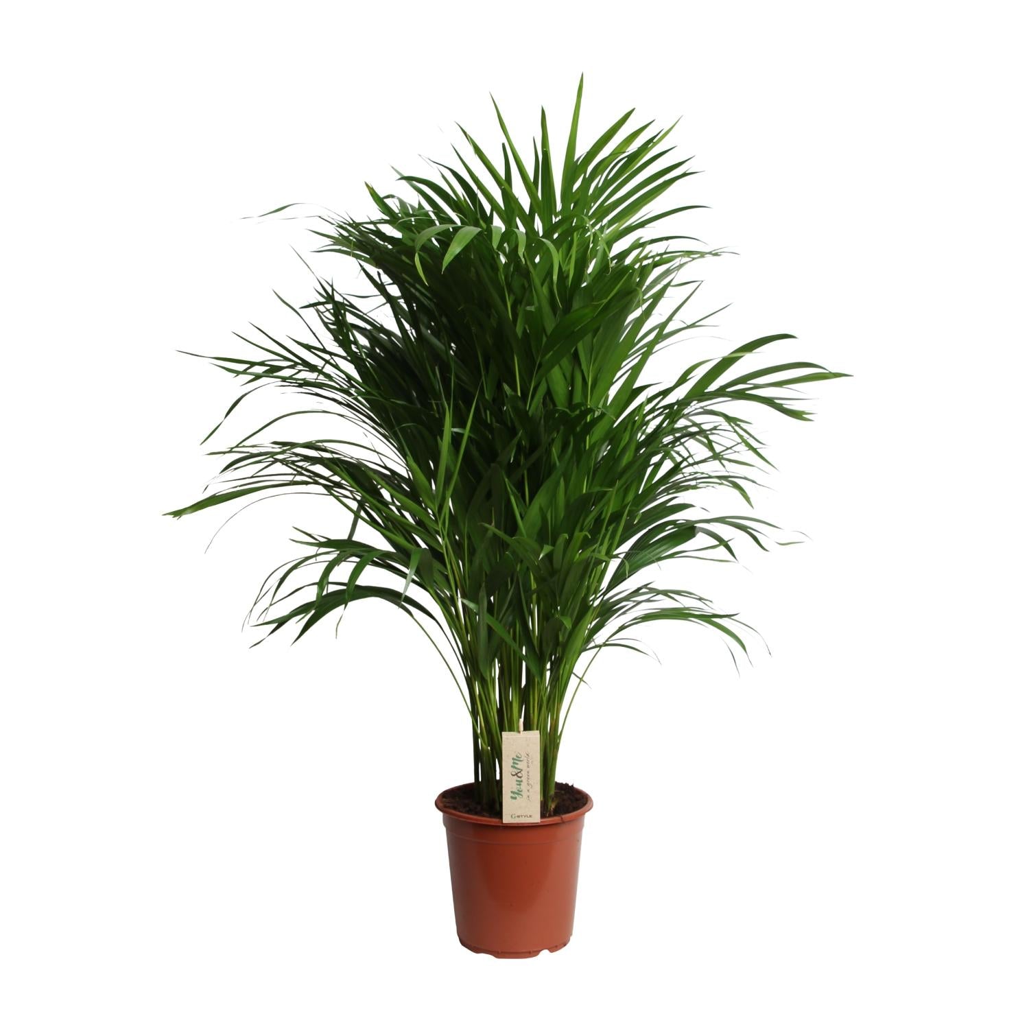 Amy de Areca - Dypsis Lutescens (Areca) - Ø21cm - ↕100cm