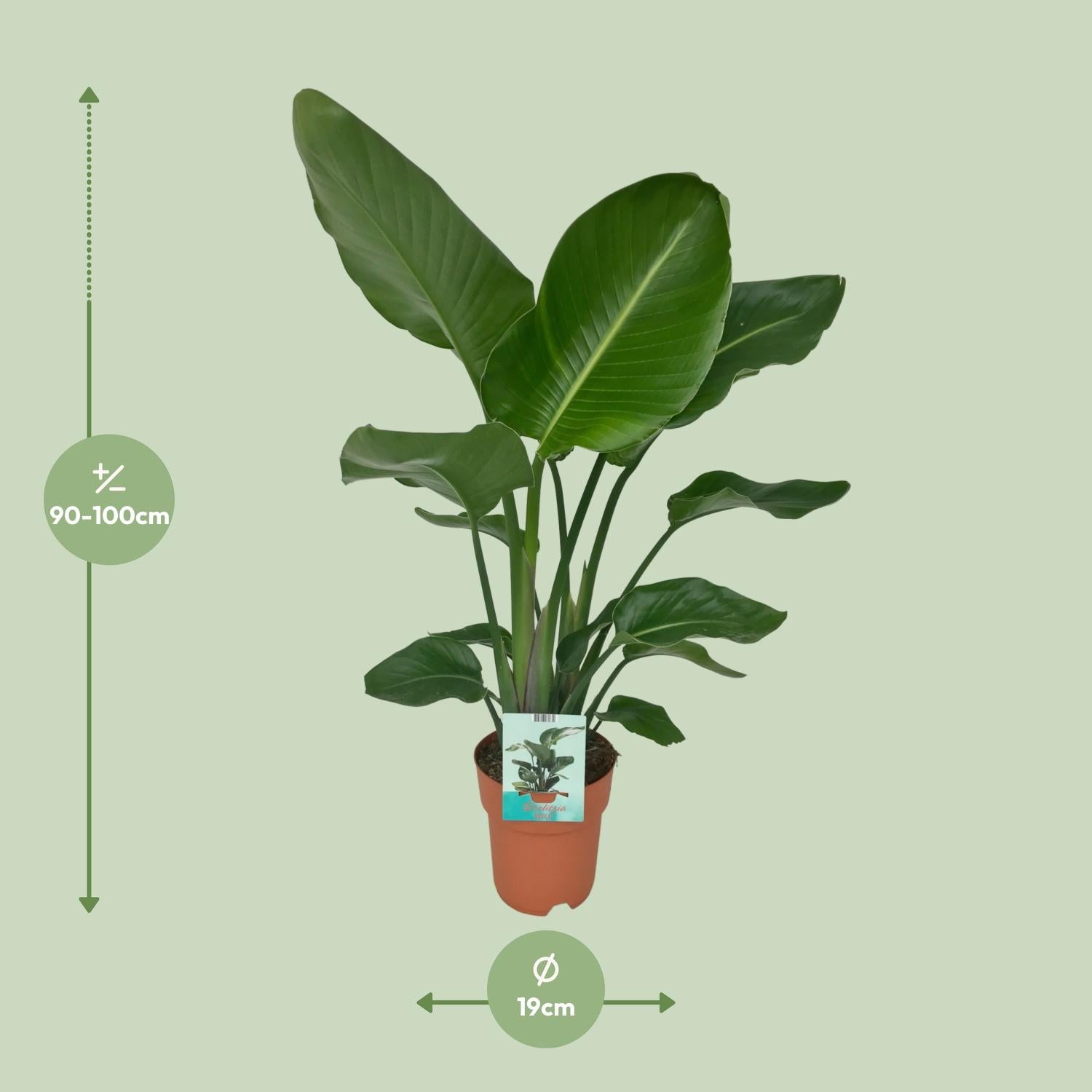 Nova de Paradijsvogelplant - Strelitzia Nicolai - Ø19cm - ↕90cm