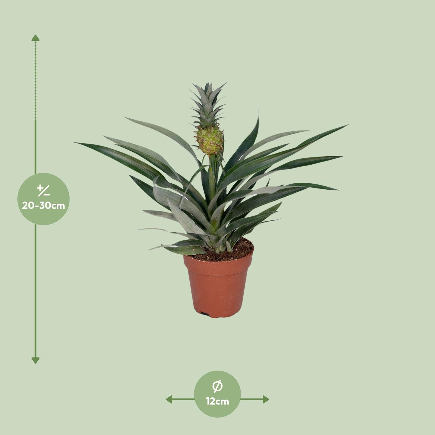 Anna de Ananas - Bromelia Ananas - Ø12cm - ↕30cm