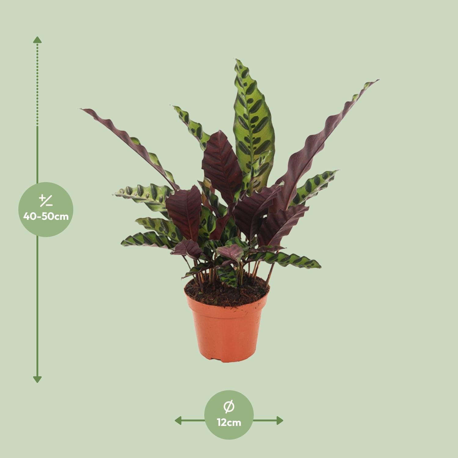 Chris de Calathea - Calathea Insignis - Ø12cm - ↕50cm