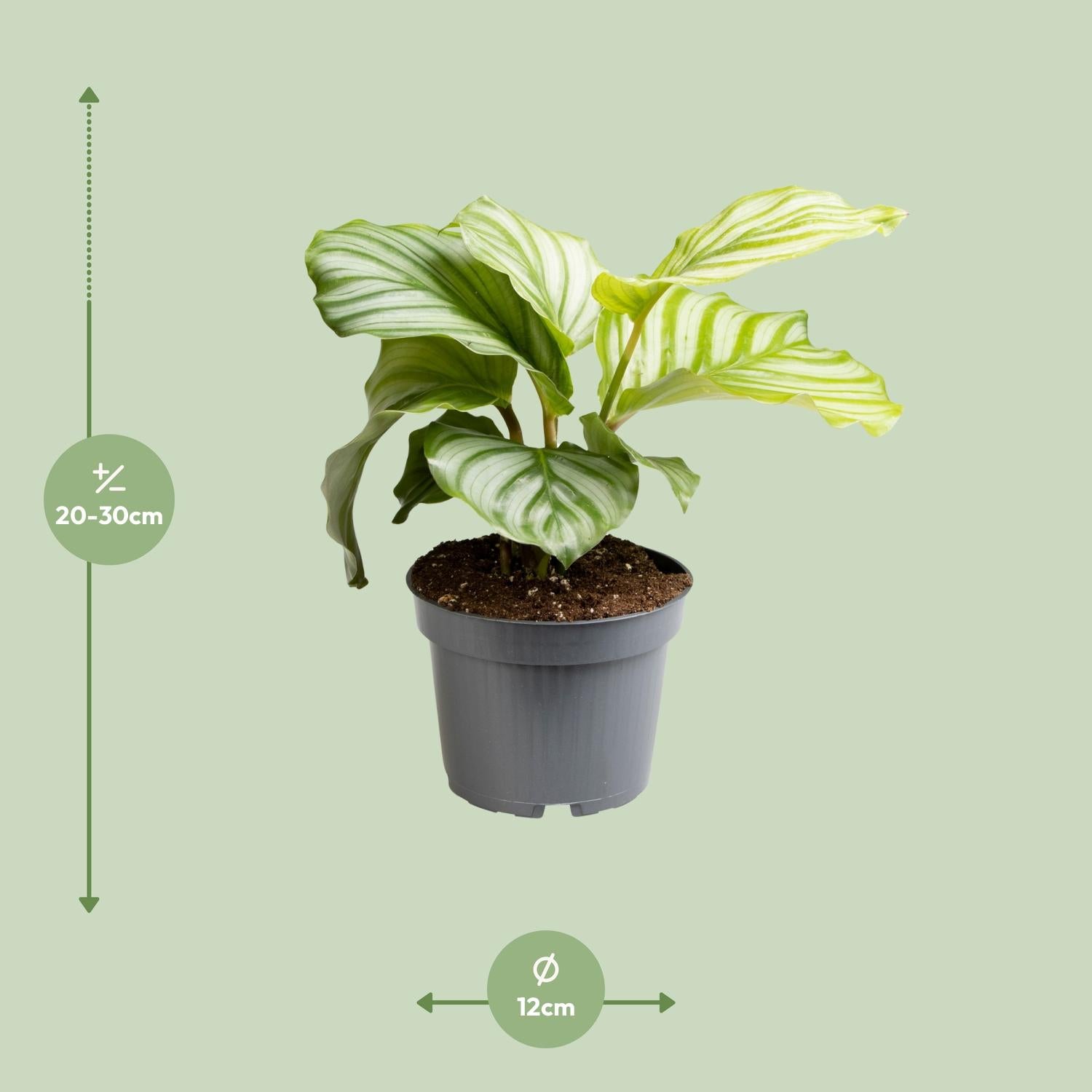 Otis de Calathea - Calathea Orbifolia - Ø12cm - ↕25cm