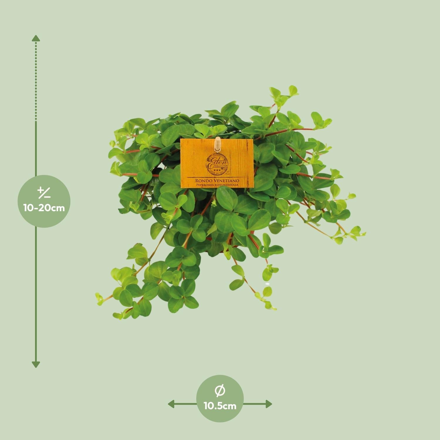 Pip de Peperomia - Peperomia Rotundifolia - Ø11cm - ↕15cm