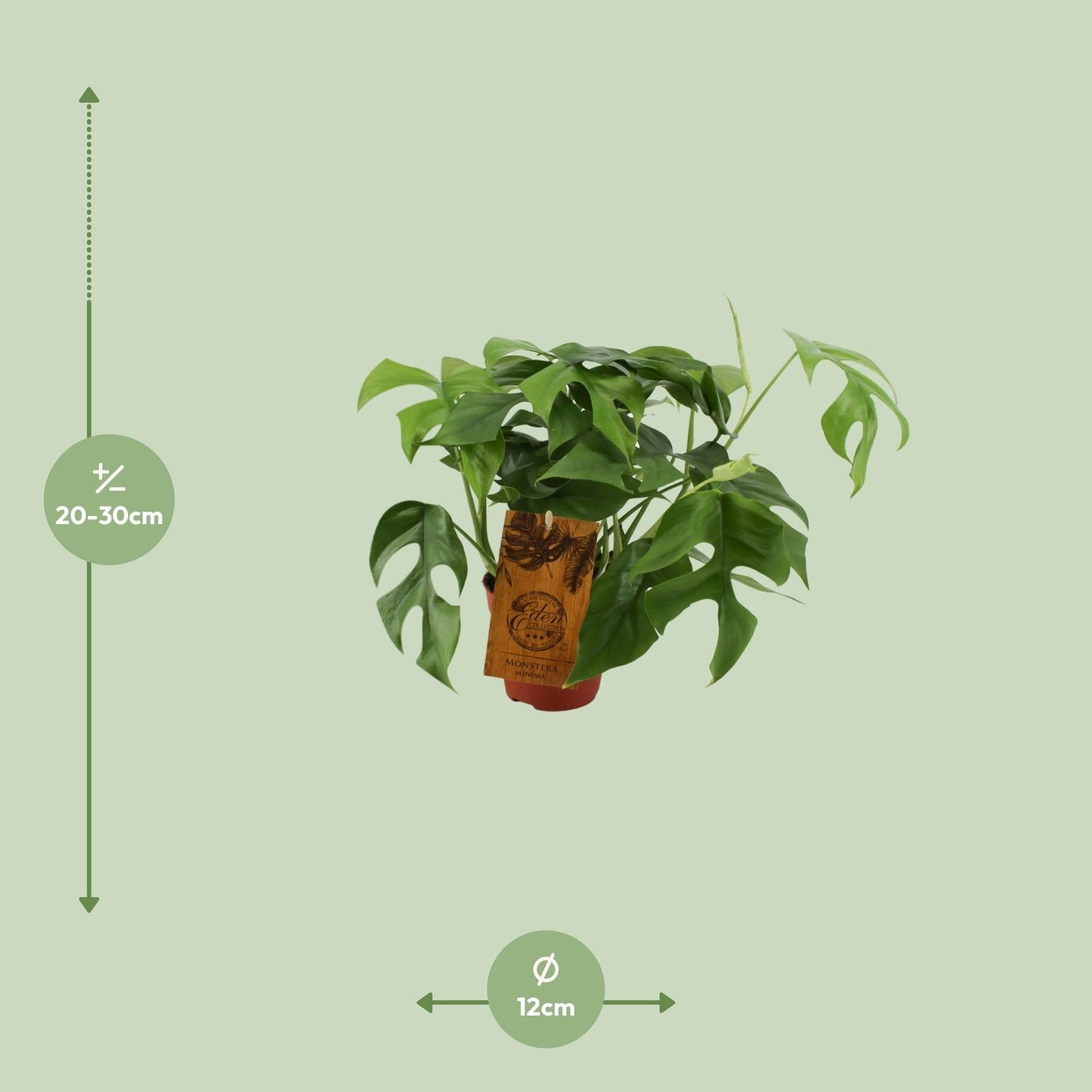 Mila de Mini Monstera - Monstera Minima - Ø12cm - ↕30cm