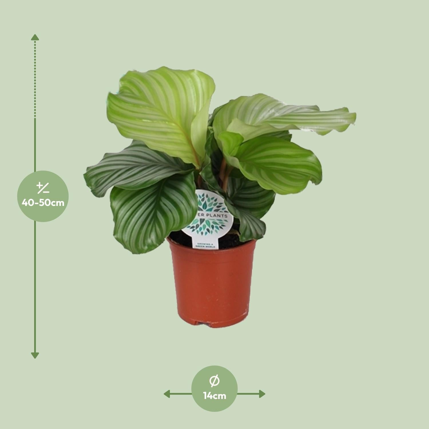 Olivia de Calathea - Calathea Orbifolia - Ø14cm - ↕45cm