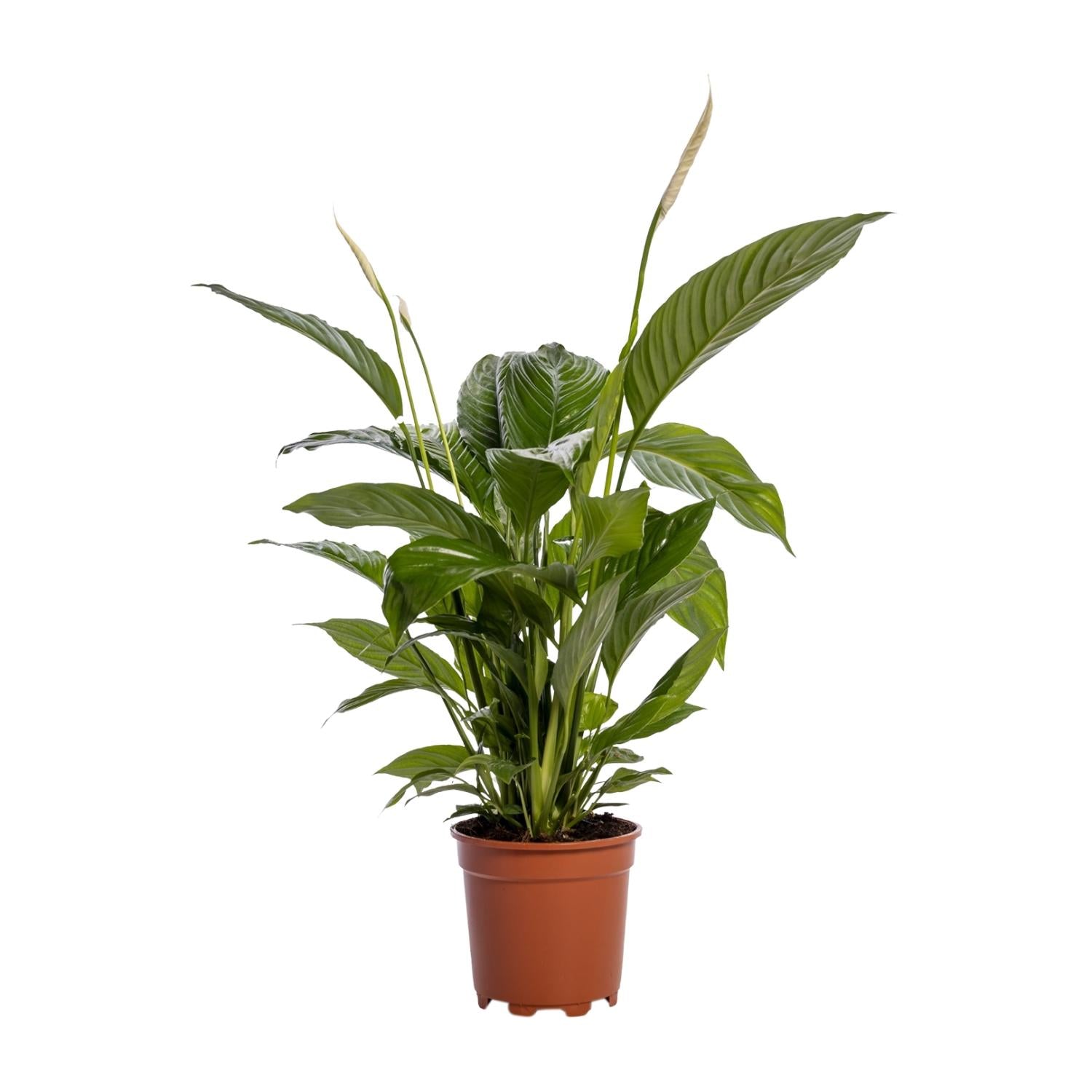 Lotte de Lepelplant - Spathiphyllum Bingo Cupido - Ø19cm - ↕80cm