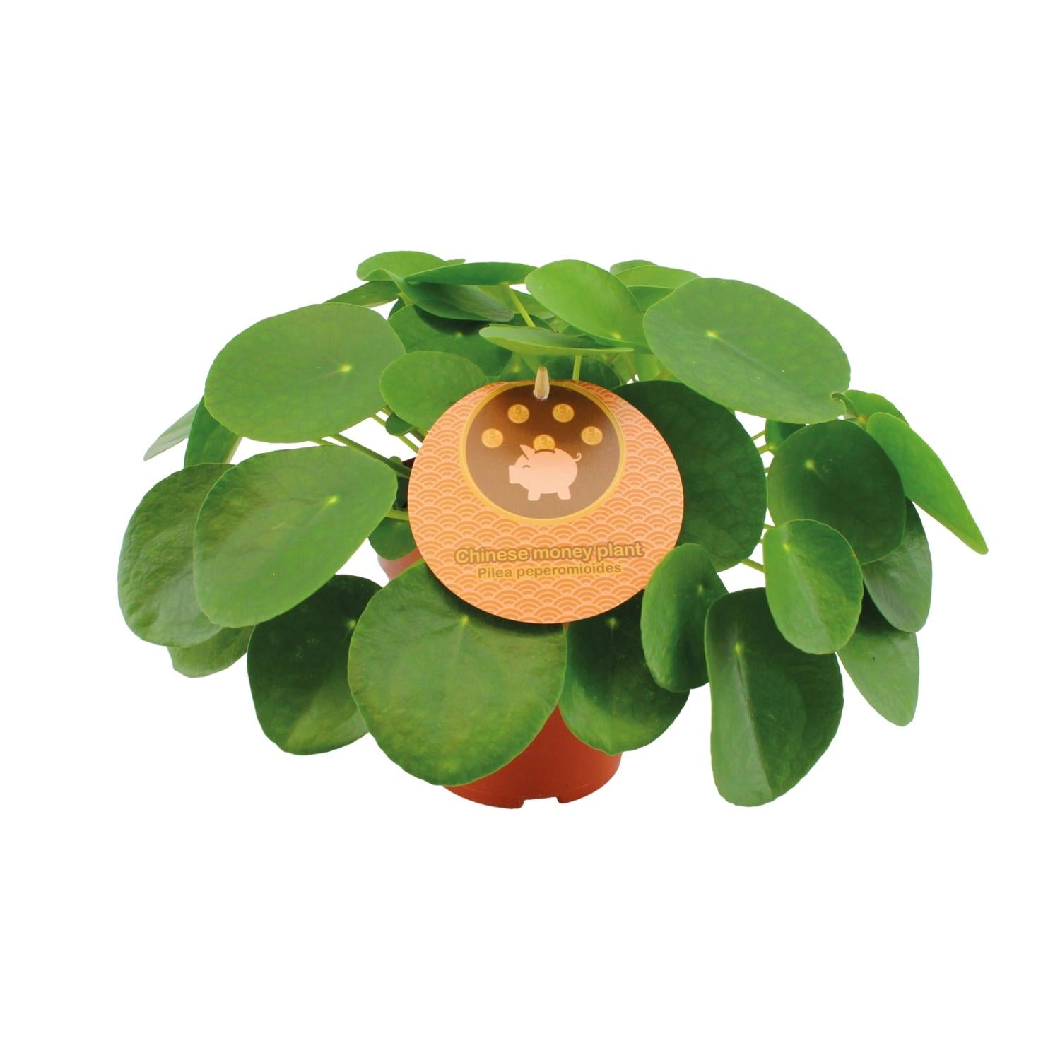 Pien de Pilea - Pilea Peperomioides - Ø15cm - ↕30cm