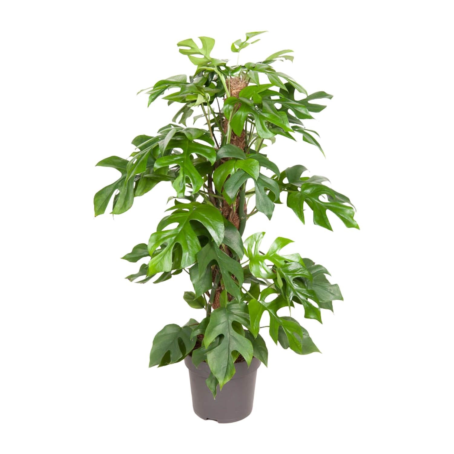 Mila de Mini Monstera - Monstera Minima - Ø19cm - ↕80cm