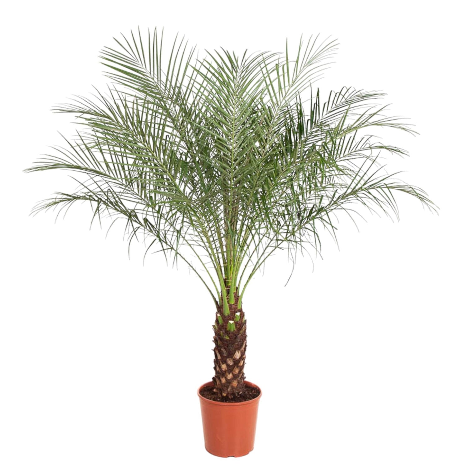 Philo de Phoenix - Phoenix Roebelenii – Ø27cm – ↕160cm